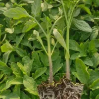 نشا گوجه بادمجون ملون جانا هندوانه