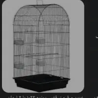 طوطی پیدا شده