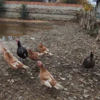 فروش بوقلمون