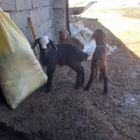 فروش بره|حیوانات مزرعه|مشگین شهر, |دیوار