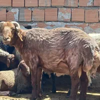 قوچ هتروز ایگوت به شرط