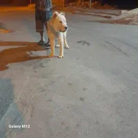 سگ آلبای نر
