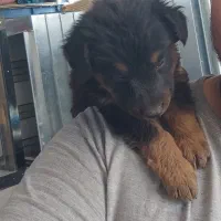 توله ژرمن جفت