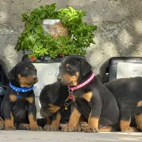 دوبرمن تیپ اروپایی|سگ|مشهد, کوه سنگی|دیوار