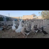 فروشی|پرنده|محمدبار, |دیوار