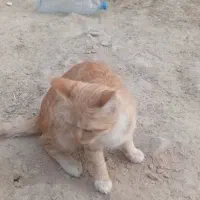 گربه اهلی خانگی|گربه|زاهدان, |دیوار