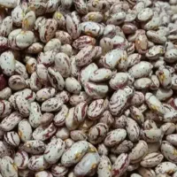 لوبیا چیتی حدود 550