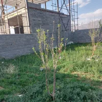 باغچه-ویلایی-275-متری-سند-دار-کد400