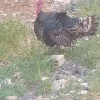 بوقلمون برنز نر و ماده