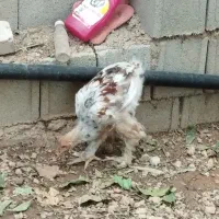 فروش مرغ  برهما،محلی ،گلین ،برهما|حیوانات مزرعه|صدرا-فارس, فاز ۱|دیوار