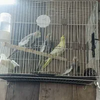 جوجه عروس هلندی