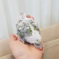 طوطی گیرینچیک