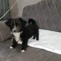 توله پاکوتاه نر|سگ|هشتگرد, تهران دشت|دیوار