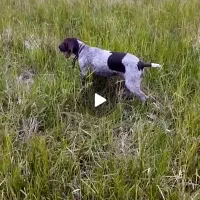 واگذاری پینتر آلمان شکاری|سگ|صومعهسرا, |دیوار