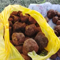 دنبلان|خوردنی و آشامیدنی|ارس, |دیوار