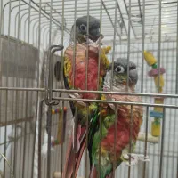 گرینچیک یلوسایید|پرنده|بومهن, |دیوار