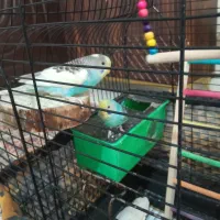 مرغ عشق نر و ماده