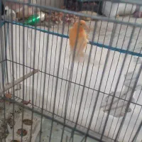 قناری نرو ماده
