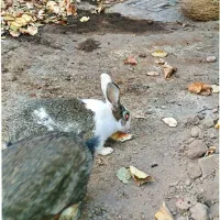 یک جفت خرگوش بازیگوش|موش و خرگوش|شوط, |دیوار