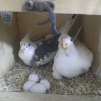عروس هلندی باتخم|پرنده|بندر گناوه, |دیوار