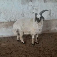 قوچ ۴ شاخ روزگاری ( بره )
