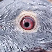 دستبند  کبوتر