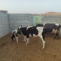 گاو زاییده