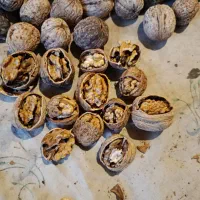 گردو|عمده‌فروشی|اصفهان, قائمیه|دیوار