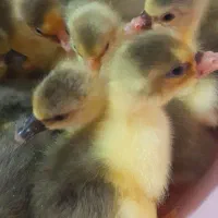 فروش‌جوجه‌غاز‌سالم‌سرحال