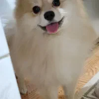 پامر روباهی نر