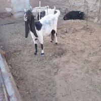 بزپاکستانی .بنگالی