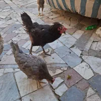 مرغ کورچ و خروس گلین جوان تازه بالغ|حیوانات مزرعه|تهران, کن|دیوار