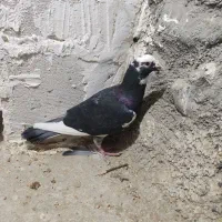 کفتر|پرنده|طرقبه, |دیوار