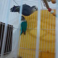 یک جفت عروس کوتوله اماده|پرنده|مشهد, کشف|دیوار