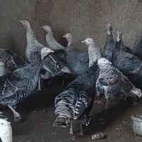 تعدادی بقلمون ماده دوساله گوشتی و تخم گذار