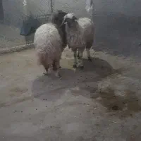 بره(شیشک)ماده