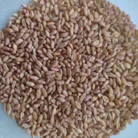 گندم آبی ودیم