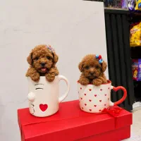 پوول کوالیتی وان