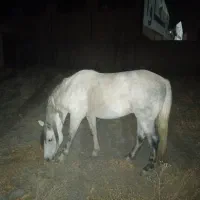 اسب نریون نیلی تاخت ،گردن کلفت قلدر مناسب سواری