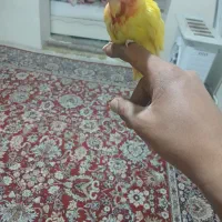 طوطی دستی برزیلی