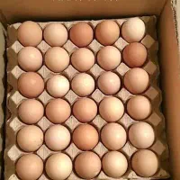 تخم مرغ محلی تازه
