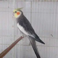 عروس هلندی نر