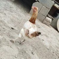 دو عدد مرغ تخم گذار