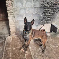 سگ نر مالینیوز اصل تربیت شده