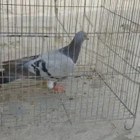 پلاکی|پرنده|بندر کنگان, |دیوار