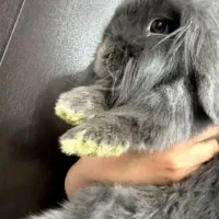 خرگوش لوپ بازی گوش