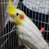 عروس هلندی نر آماده