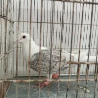 کبوتر پشت گراف ماده کفتر|پرنده|مشهد, شهید فرامرز عباسی|دیوار