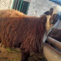 بره  قوچی کور قرمز افشاری