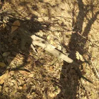 فروش چوب ودرخت گردو، بید، گلابی، میوه|خدمات باغبانی و درختکاری|الشتر, |دیوار